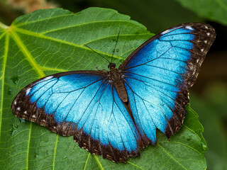 butterfly on leaf