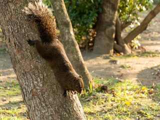 greedy squirrel