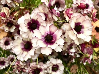 花壇に咲いた白と赤紫のグラデーションの花