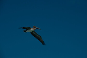 Pelican in flight Cuba