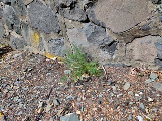 tiny plant in the gravel ground