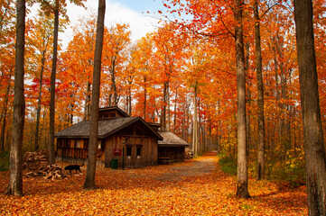 Cabin in autumn