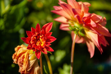 red dahlia flowers