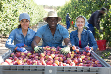 Portrait of three hardworking farmers squatting in a fruit nursery with buckets full of ripe plums, next to a crate of ..recently harvested fruit