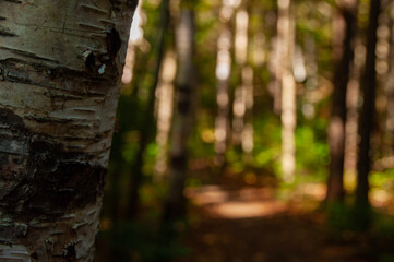Birch tree in the foreground of forest