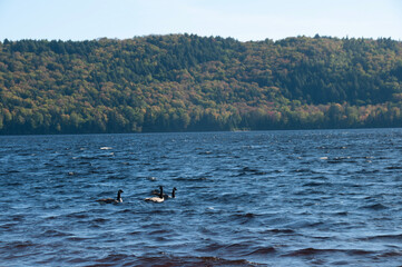 Geese on the lake in Autumn 