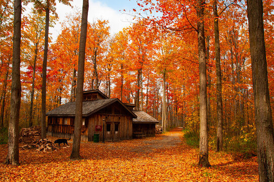 Cabin in autumn