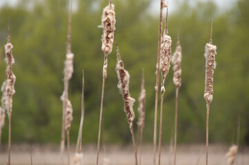 Dry Cattails