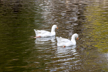White geese frolicking in the pond