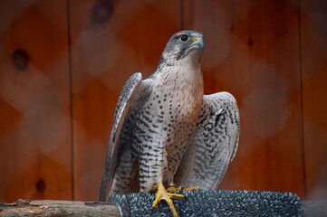 Gray Falcon behind a fence