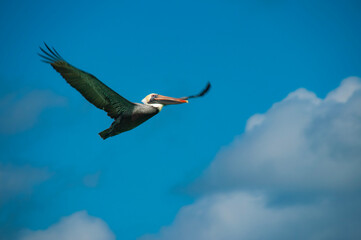 Pelican in flight Cuba