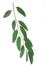 Eucalyptus leaves on branch on white background.