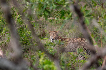 African Leopard in South Africa