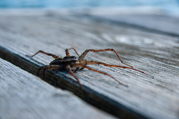  dock spider
