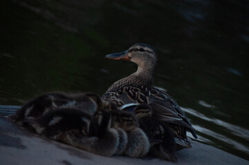 Family of ducklings