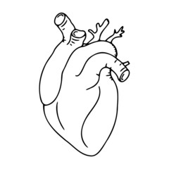 Doodle human heart icon, simple anatomical model