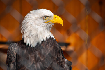 portrait of a eagle