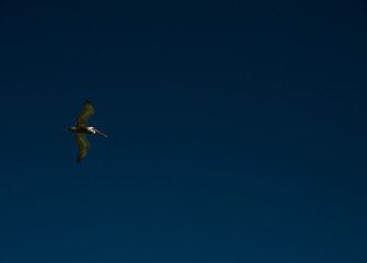 Pelican in flight over the ocean