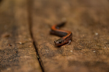 macro shot of a red-backed Salamander