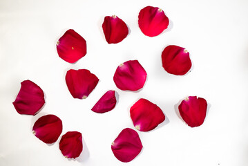 Vintage Red Rose Petals Clean Background