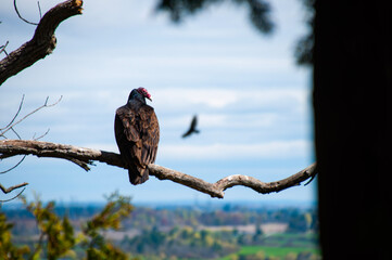 Turkey vulture on the Niagara escarpment