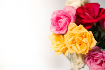 Muli colored Roses White Background