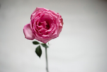 Pink Rose Gray Background