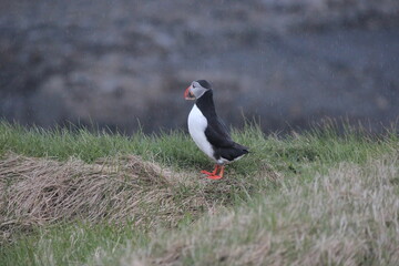puffin 9