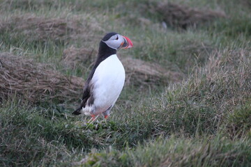 puffin 4
