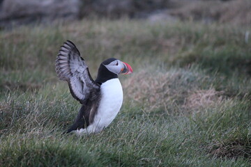 puffin 3