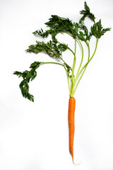 Organic Carrot Clean Background