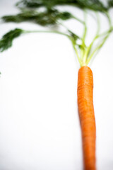Organic Carrot Clean Background