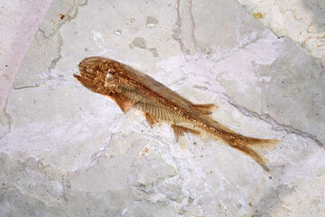 Fossil : Lycoptera Fish fossil from Liaoxi China, its lived from the late Jurassic to Cretaceous periods in present-day in China