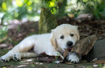 Cute puppy chewing on a stick in an outdoors garden