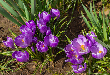 Beautiful crocuses. Crocus vernus during the spring.