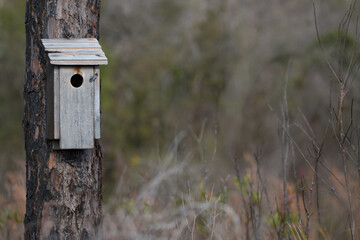 Old Birdhouse on Burned Tree in the Woods