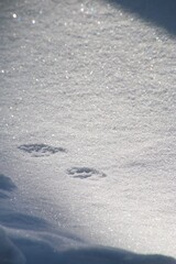 雪面・雪のアップ・氷の結晶
