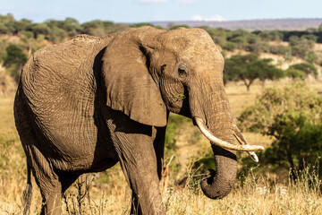 Fototapeta na wymiar African elephant eating branches in Tarangire National Park