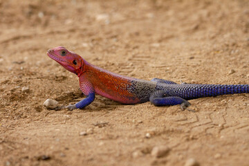 Naklejka na ściany i meble Mwanza Flat-Headed Agama resting in the dirt