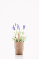 Fototapeta na wymiar purple lavender in a pot