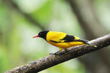 The Black-hooded Oriole on branch