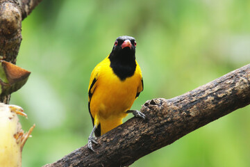 The Black-hooded Oriole on branch