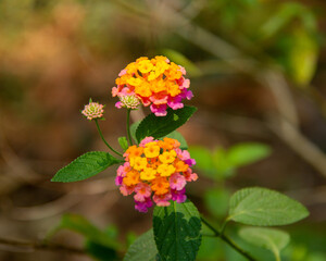 Lucky Sunrise Rose Lantana Flower