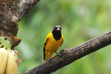 The Black-hooded Oriole on branch