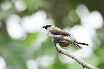 A Sooty-headed Bulbul on branch