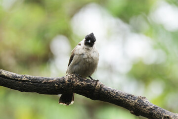 A Sooty-headed Bulbul on branch