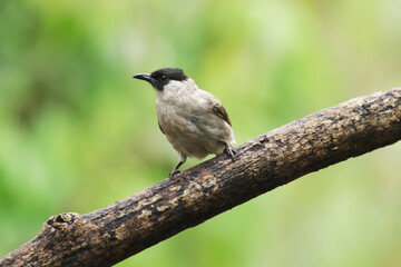 Fototapeta premium A Sooty-headed Bulbul on branch