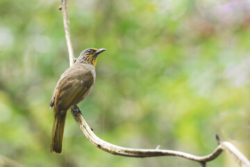 The Stripe-throated Bulbul on branch in nature