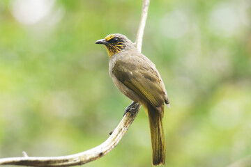 The Stripe-throated Bulbul on branch in nature