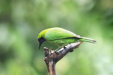 A Leafbird on branch in nature